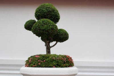 Drzewko bonsai - jak pielęgnować w domu Jaka jest cena drzewka